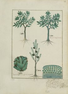 Illustratie uit Het Boek der Eenvoudige Geneesmiddelen